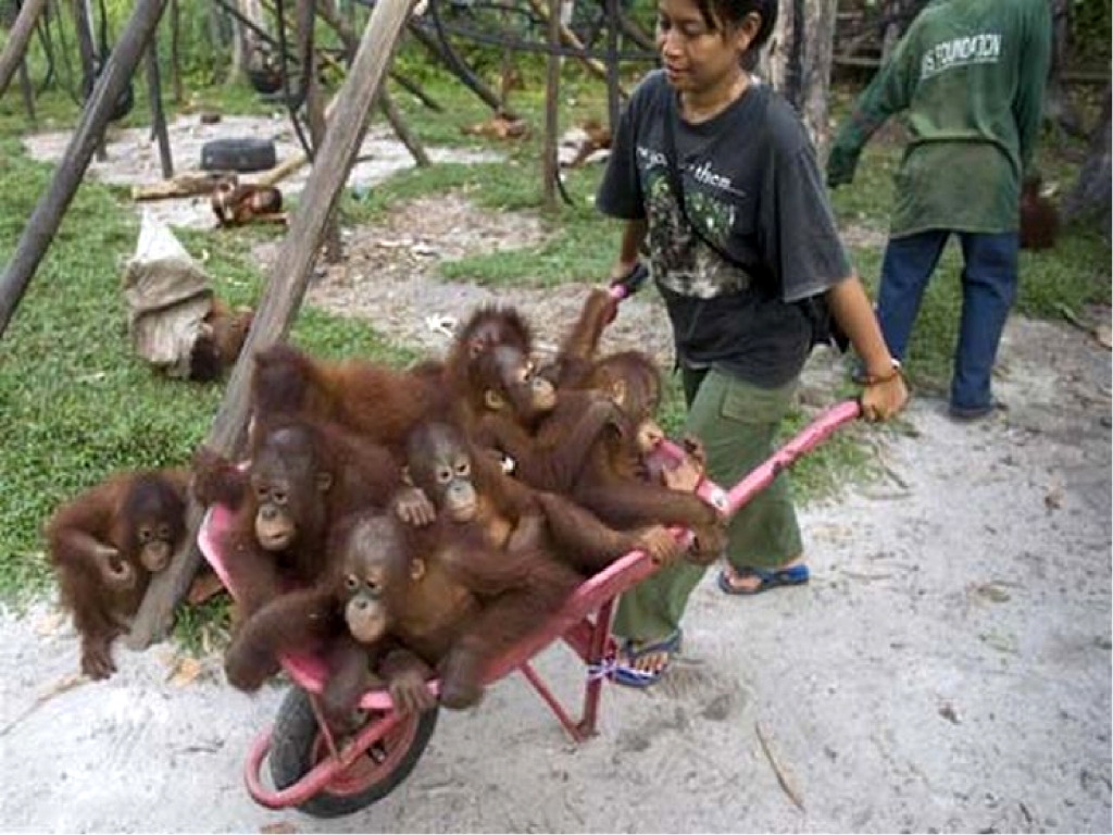 Wheelbarrow Orangutans Blank Meme Template