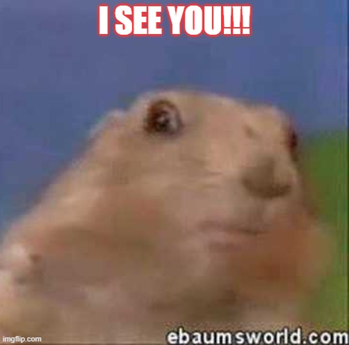 I SEE YOU!!! | image tagged in funny animals | made w/ Imgflip meme maker
