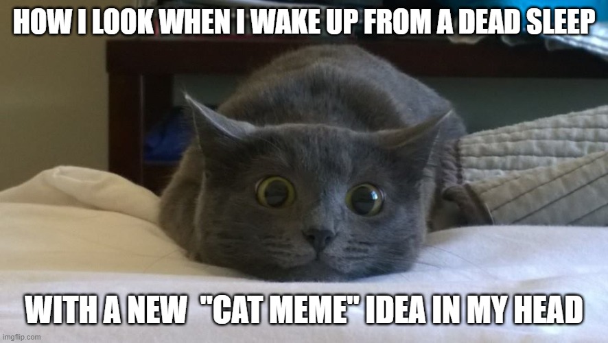 HOW I LOOK WHEN I WAKE UP FROM A DEAD SLEEP; WITH A NEW  "CAT MEME" IDEA IN MY HEAD | image tagged in cats,funny memes,cat memes,sleep,ideas | made w/ Imgflip meme maker