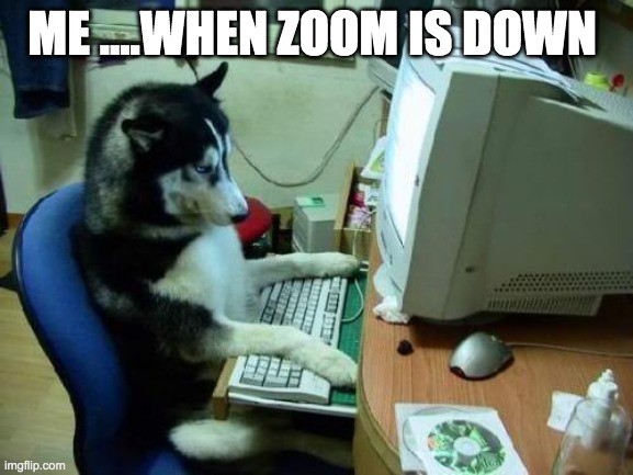 dog on computer | ME ....WHEN ZOOM IS DOWN | image tagged in dog on computer | made w/ Imgflip meme maker