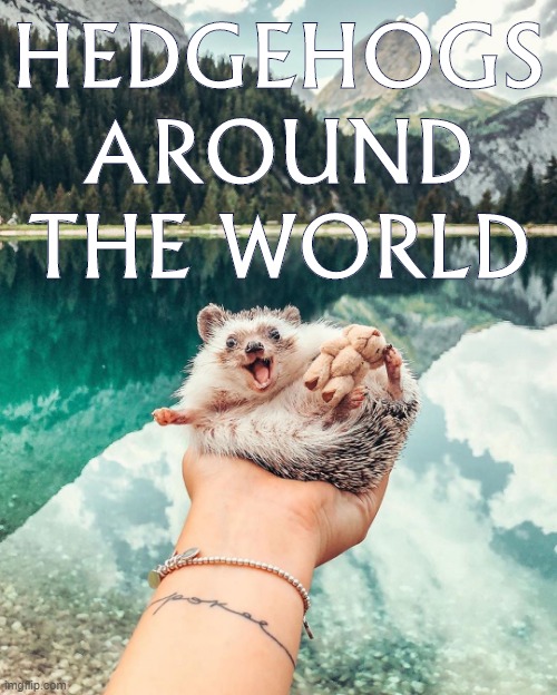 Comments for more! | HEDGEHOGS AROUND THE WORLD | image tagged in hedgehog,travel,traveling,world,cute,wholesome | made w/ Imgflip meme maker