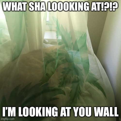 Oliver vs Wall | WHAT SHA LOOOKING AT!?!? I’M LOOKING AT YOU WALL | image tagged in cute cats,funny meme | made w/ Imgflip meme maker