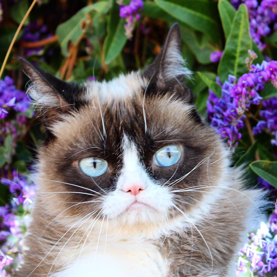 High Quality Grumpy Cat Blank Meme Template