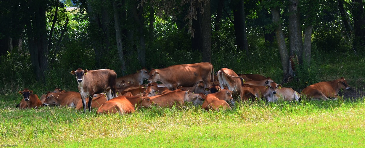 cows in the shade | image tagged in moo,cow | made w/ Imgflip meme maker