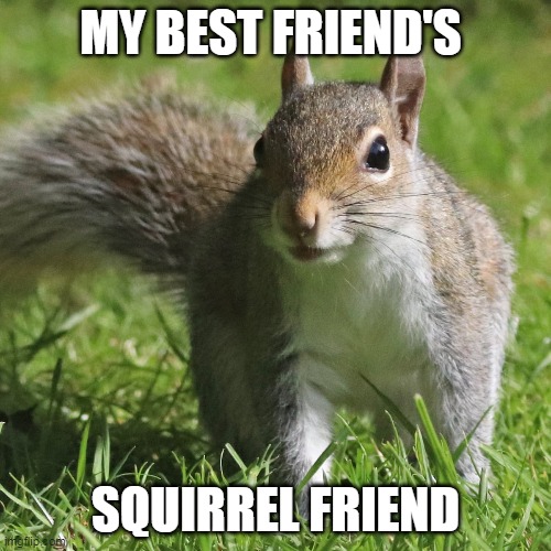 Parody of song: My bestfriend' girlfriend | MY BEST FRIEND'S; SQUIRREL FRIEND | image tagged in squirrel | made w/ Imgflip meme maker