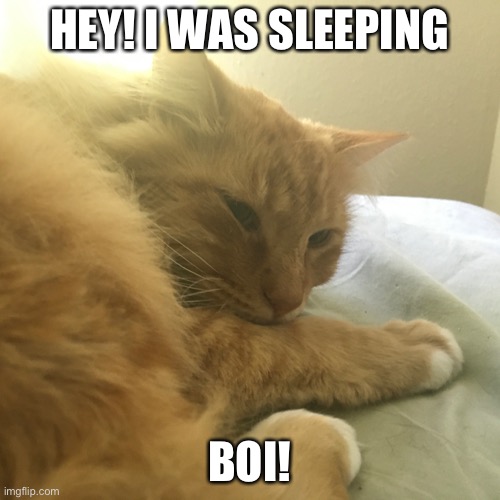 Hey boi | HEY! I WAS SLEEPING; BOI! | image tagged in cats | made w/ Imgflip meme maker