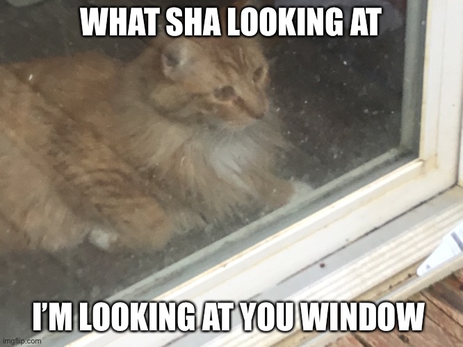 Oliver vs window | WHAT SHA LOOKING AT; I’M LOOKING AT YOU WINDOW | image tagged in windows,oliver,cats | made w/ Imgflip meme maker
