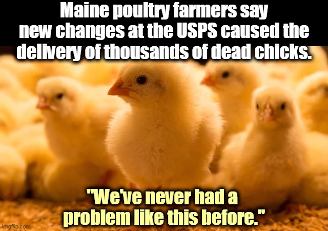 Apparently killing 175,000 Americans isn't enough for Trump. Now he's got to go kill thousands of baby chicks. | Maine poultry farmers say new changes at the USPS caused the delivery of thousands of dead chicks. "We've never had a 
problem like this before." | image tagged in usps,post office,changes,trump,killer,incompetence | made w/ Imgflip meme maker