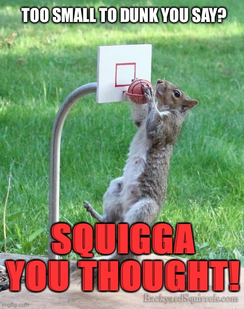 Squirrel basketball | TOO SMALL TO DUNK YOU SAY? SQUIGGA YOU THOUGHT! | image tagged in squirrel basketball | made w/ Imgflip meme maker