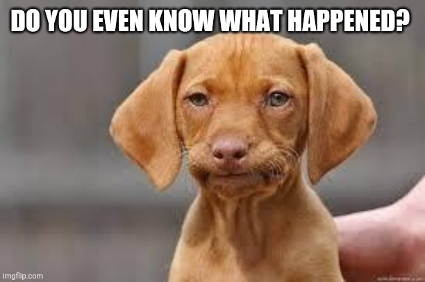 Disappointed Dog | DO YOU EVEN KNOW WHAT HAPPENED? | image tagged in disappointed dog | made w/ Imgflip meme maker