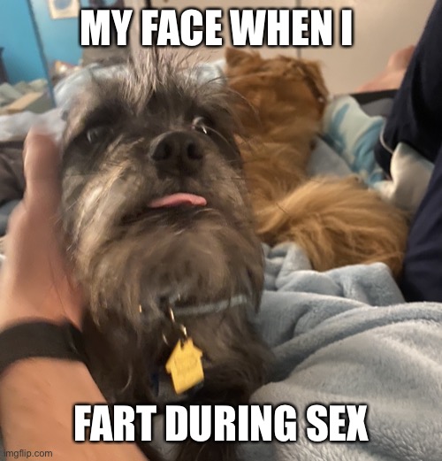 Maddie the derp dog | MY FACE WHEN I; FART DURING SEX | image tagged in maddie the derp dog | made w/ Imgflip meme maker