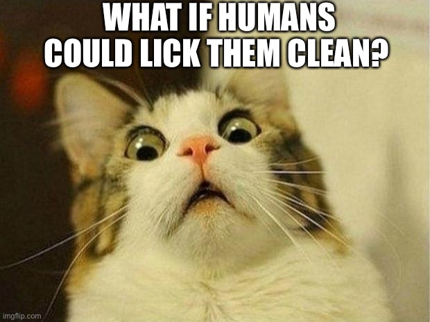 Kitty Question | WHAT IF HUMANS COULD LICK THEM CLEAN? | image tagged in memes,scared cat | made w/ Imgflip meme maker