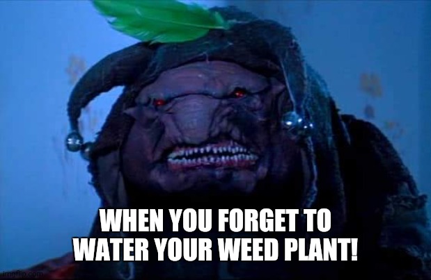 Water your buds | WHEN YOU FORGET TO WATER YOUR WEED PLANT! | image tagged in stephen king | made w/ Imgflip meme maker