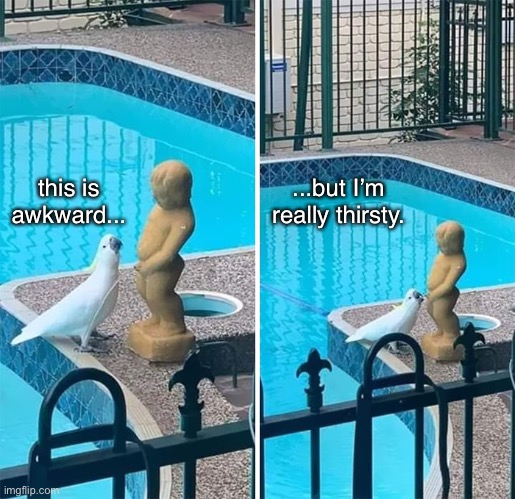 Polly at a Pool Party | this is awkward... ...but I’m really thirsty. | image tagged in funny memes,bird,pee | made w/ Imgflip meme maker
