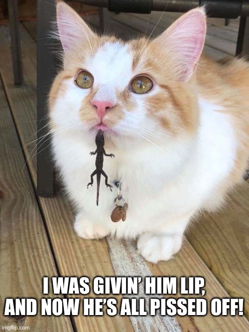Mouthing Off | I WAS GIVIN’ HIM LIP, AND NOW HE’S ALL PISSED OFF! | image tagged in funny memes,funny cat memes | made w/ Imgflip meme maker