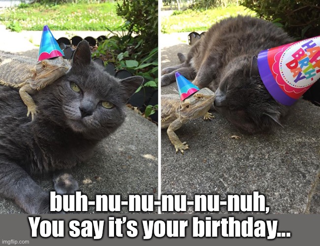 ...It’s My Birthday Too! | buh-nu-nu-nu-nu-nuh, You say it’s your birthday... | image tagged in funny memes,funny cat memes,bearded dragon | made w/ Imgflip meme maker