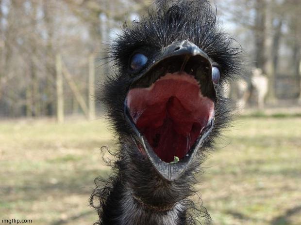 Laughing Emu | image tagged in laughing emu | made w/ Imgflip meme maker