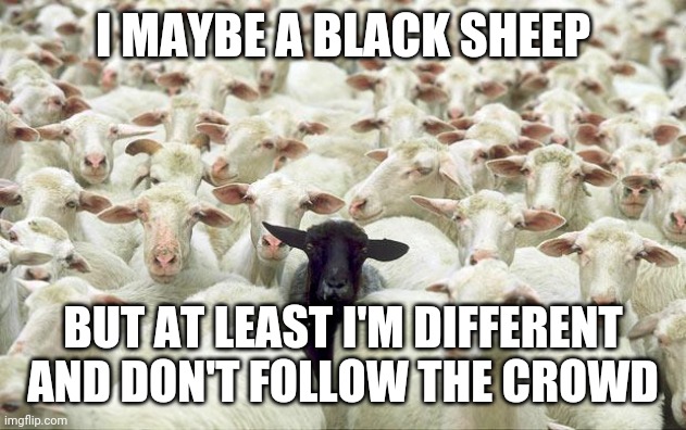 black sheep |  I MAYBE A BLACK SHEEP; BUT AT LEAST I'M DIFFERENT AND DON'T FOLLOW THE CROWD | image tagged in black sheep,memes | made w/ Imgflip meme maker