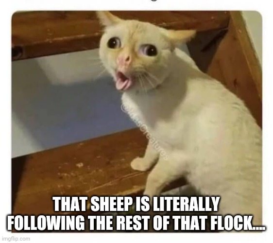 Coughing Cat | THAT SHEEP IS LITERALLY FOLLOWING THE REST OF THAT FLOCK.... | image tagged in coughing cat | made w/ Imgflip meme maker