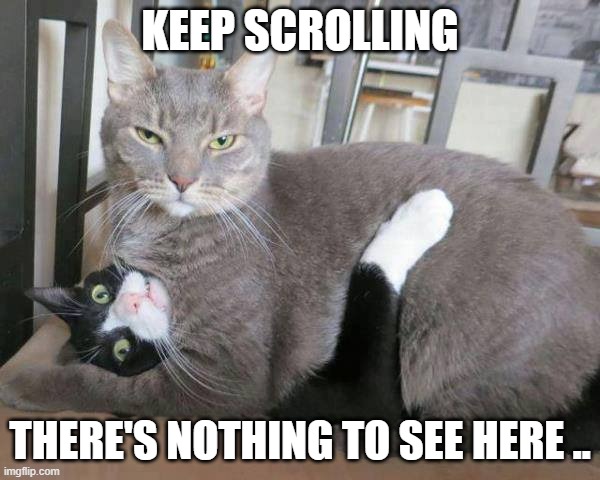 KEEP SCROLLING; THERE'S NOTHING TO SEE HERE .. | image tagged in wrong neighboorhood cats | made w/ Imgflip meme maker