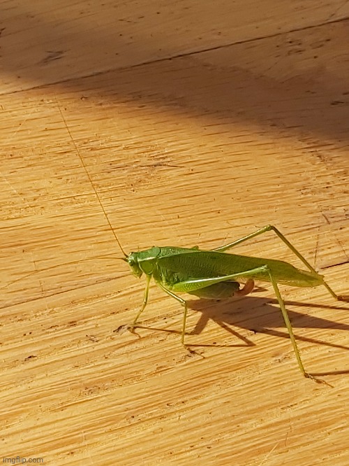 ISNT IT CUTE | made w/ Imgflip meme maker