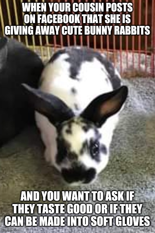 Cute bunny rabbit | WHEN YOUR COUSIN POSTS ON FACEBOOK THAT SHE IS GIVING AWAY CUTE BUNNY RABBITS; AND YOU WANT TO ASK IF THEY TASTE GOOD OR IF THEY CAN BE MADE INTO SOFT GLOVES | image tagged in funny memes,funny,meme,memes,rabbit,bunny | made w/ Imgflip meme maker