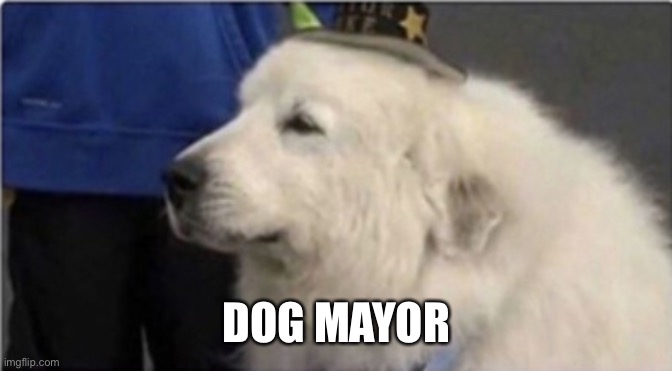 Dog Mayor | DOG MAYOR | image tagged in dog mayor | made w/ Imgflip meme maker