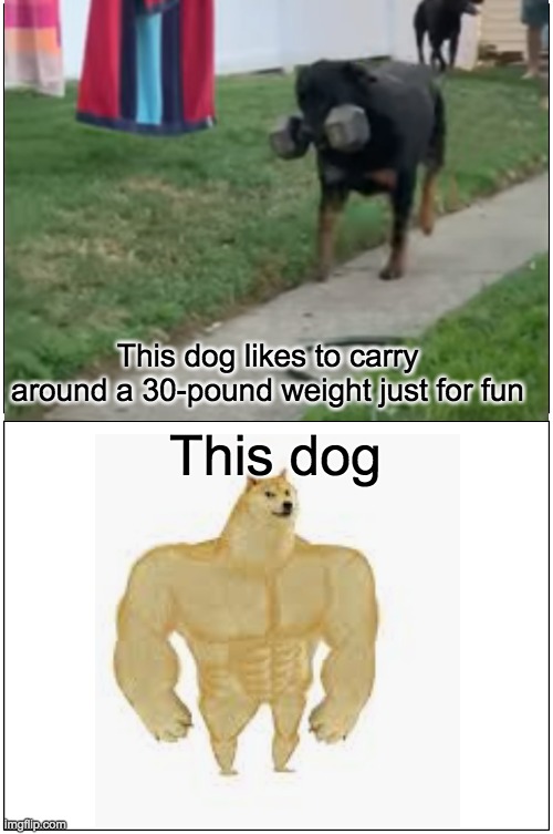 This dog likes to carry around a 30-pound weight just for fun; This dog | image tagged in buff doge,dog | made w/ Imgflip meme maker