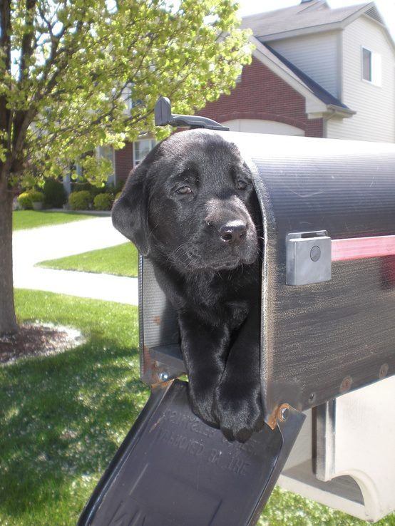 Dog in mailbox Blank Meme Template
