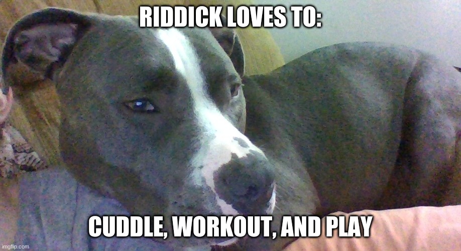 he goes to the doggo gym | RIDDICK LOVES TO:; CUDDLE, WORKOUT, AND PLAY | image tagged in pitbull,fun,cute,doggos,dog,cuddle | made w/ Imgflip meme maker