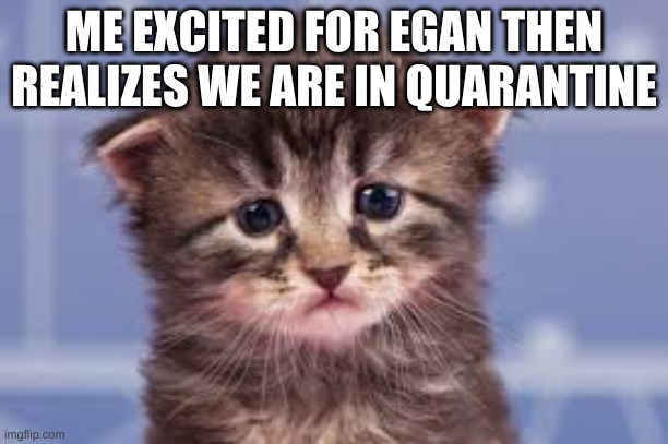 ME EXCITED FOR EGAN THEN REALIZES WE ARE IN QUARANTINE | image tagged in sad cat,cats,egan,quarantine,cute cat | made w/ Imgflip meme maker