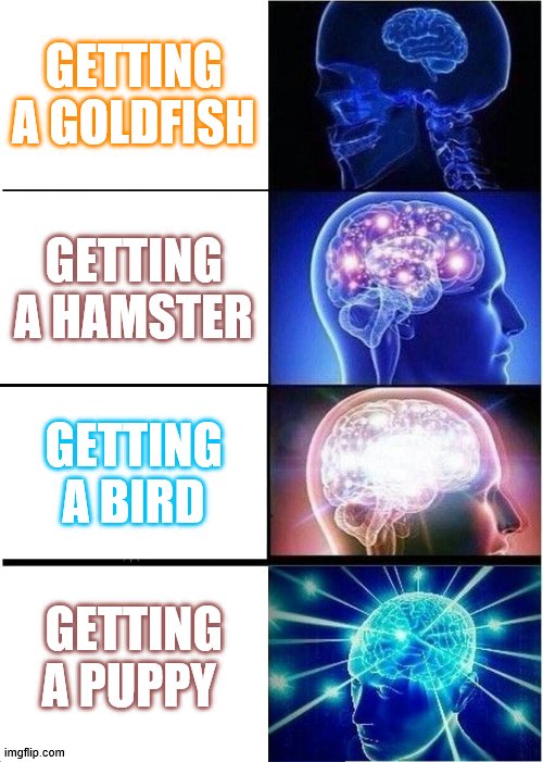 Expanding Brain | GETTING A GOLDFISH; GETTING A HAMSTER; GETTING A BIRD; GETTING A PUPPY | image tagged in memes,expanding brain | made w/ Imgflip meme maker