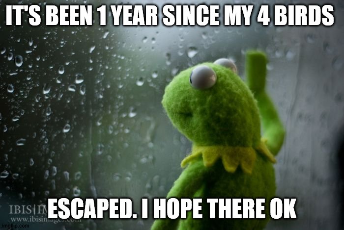 No for real though if u thought I was joking ,how dare u! unu. JK! at least I got my puppy. | IT'S BEEN 1 YEAR SINCE MY 4 BIRDS; ESCAPED. I HOPE THERE OK | image tagged in kermit window | made w/ Imgflip meme maker