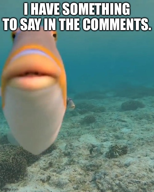 Okay.. you guys win. | I HAVE SOMETHING TO SAY IN THE COMMENTS. | image tagged in staring fish | made w/ Imgflip meme maker