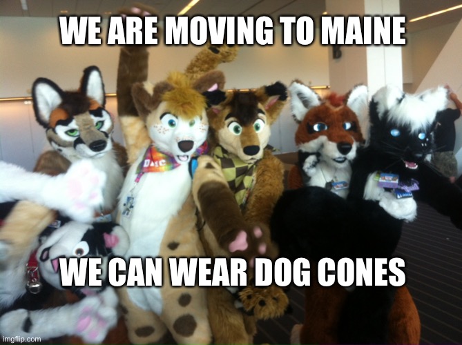 Maine | WE ARE MOVING TO MAINE; WE CAN WEAR DOG CONES | image tagged in furries | made w/ Imgflip meme maker