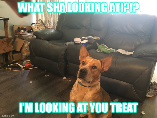 Carmallodon vs treat | WHAT SHA LOOKING AT!?!? I’M LOOKING AT YOU TREAT | image tagged in carmemes | made w/ Imgflip meme maker