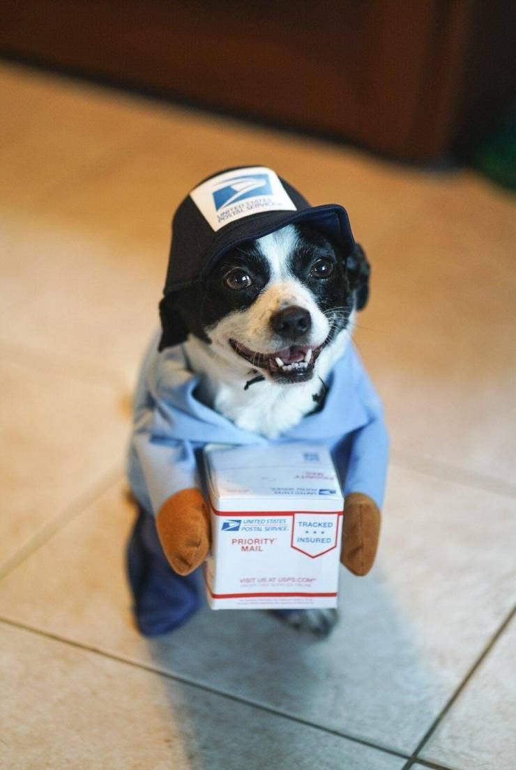 High Quality Postal dog Blank Meme Template