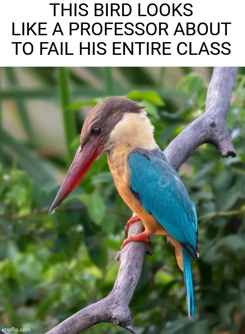 THIS BIRD LOOKS LIKE A PROFESSOR ABOUT TO FAIL HIS ENTIRE CLASS | image tagged in birds,funny animals,photography,colorful,memes | made w/ Imgflip meme maker