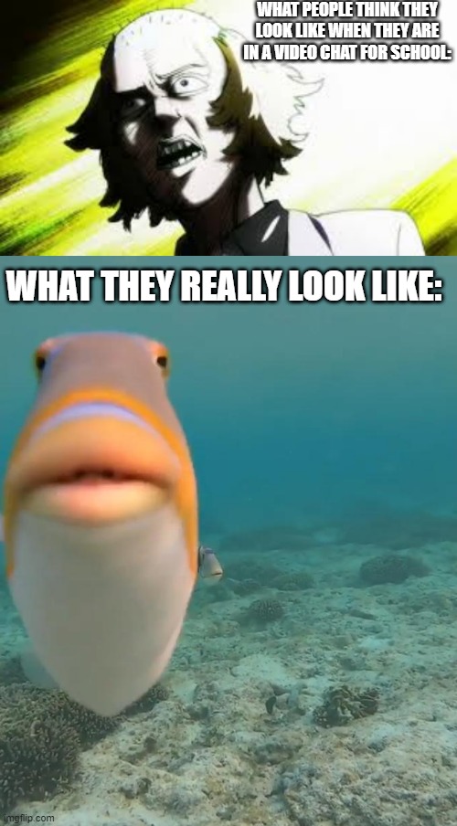 WHAT PEOPLE THINK THEY LOOK LIKE WHEN THEY ARE IN A VIDEO CHAT FOR SCHOOL:; WHAT THEY REALLY LOOK LIKE: | image tagged in staring fish | made w/ Imgflip meme maker