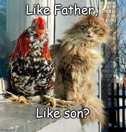 family resemblance | Like Father, Like son? | image tagged in dad and son,cat,chicken | made w/ Imgflip meme maker