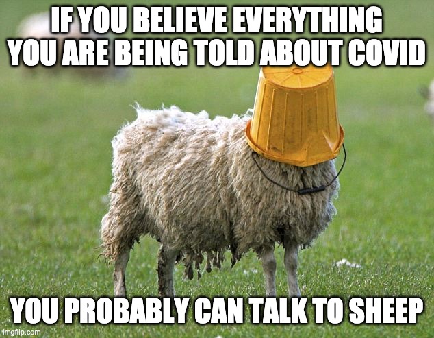 stupid sheep | IF YOU BELIEVE EVERYTHING YOU ARE BEING TOLD ABOUT COVID; YOU PROBABLY CAN TALK TO SHEEP | image tagged in stupid sheep | made w/ Imgflip meme maker