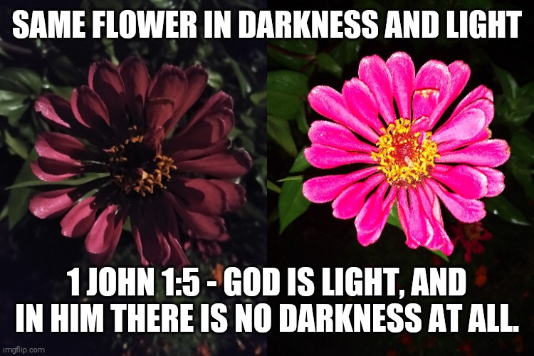 Good is Light | SAME FLOWER IN DARKNESS AND LIGHT; 1 JOHN 1:5 - GOD IS LIGHT, AND IN HIM THERE IS NO DARKNESS AT ALL. | image tagged in god,light,darkness,flowers | made w/ Imgflip meme maker