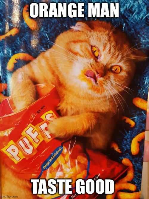 Cat eating Cheetos | ORANGE MAN TASTE GOOD | image tagged in cat eating cheetos | made w/ Imgflip meme maker