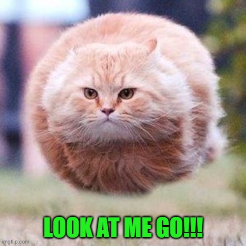 LOOK AT ME GO!!! | image tagged in funny animals | made w/ Imgflip meme maker
