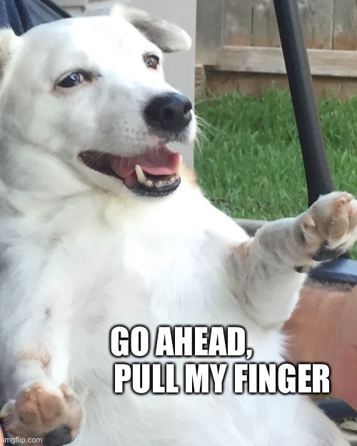 GO AHEAD, 
               PULL MY FINGER | image tagged in fart jokes,pull my finger,dog farts,dogs,dog humor,fart | made w/ Imgflip meme maker