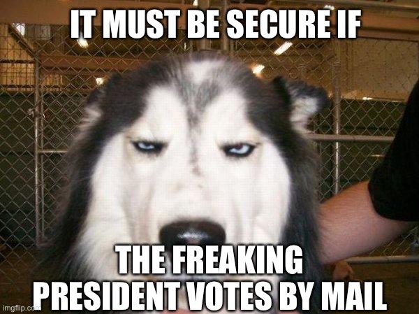 seriously_husky | IT MUST BE SECURE IF THE FREAKING PRESIDENT VOTES BY MAIL | image tagged in seriously_husky | made w/ Imgflip meme maker