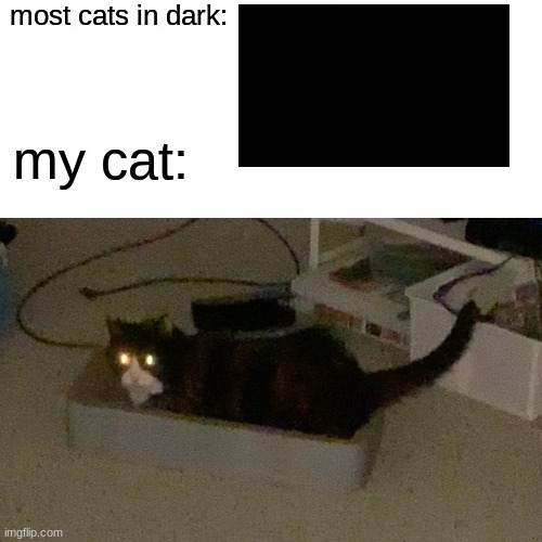 most cats in dark:; my cat: | image tagged in funny meme | made w/ Imgflip meme maker