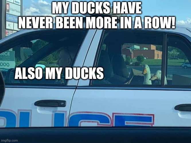 Out of Ducking Control | MY DUCKS HAVE NEVER BEEN MORE IN A ROW! ALSO MY DUCKS | image tagged in ducks | made w/ Imgflip meme maker