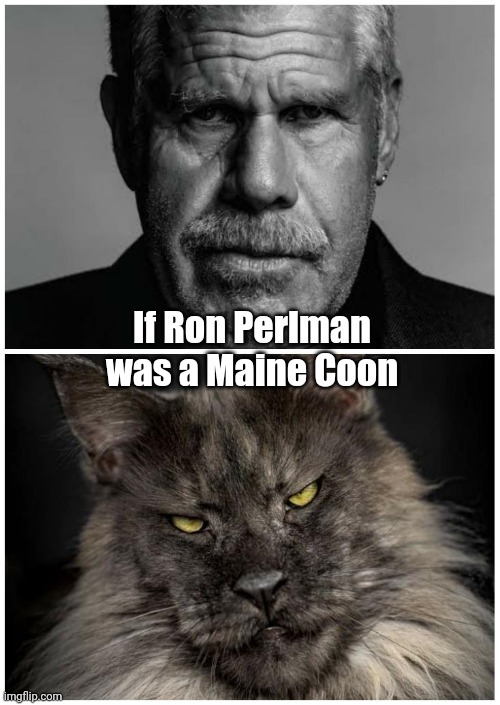 Ron Perlman as a Maine Coon | If Ron Perlman was a Maine Coon | image tagged in cats,ron perlman,maine coon | made w/ Imgflip meme maker