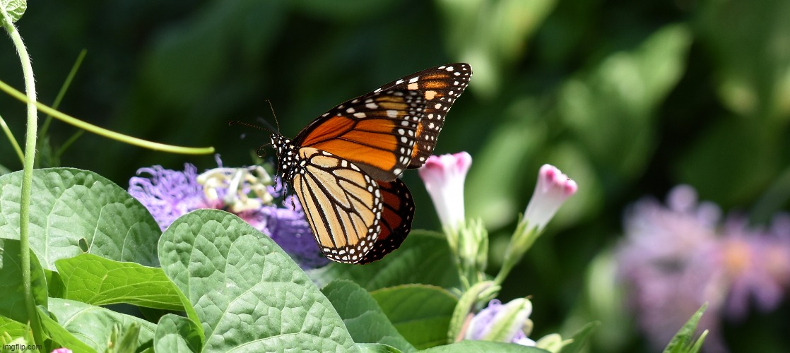 monarch | image tagged in butterfly,kewlew | made w/ Imgflip meme maker